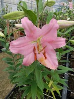 [4225 Ficini No02.JPG]